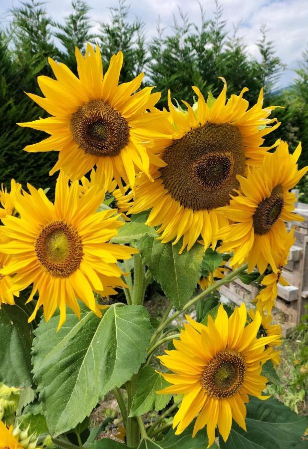 I Girasoli Sanzeno Exterior photo