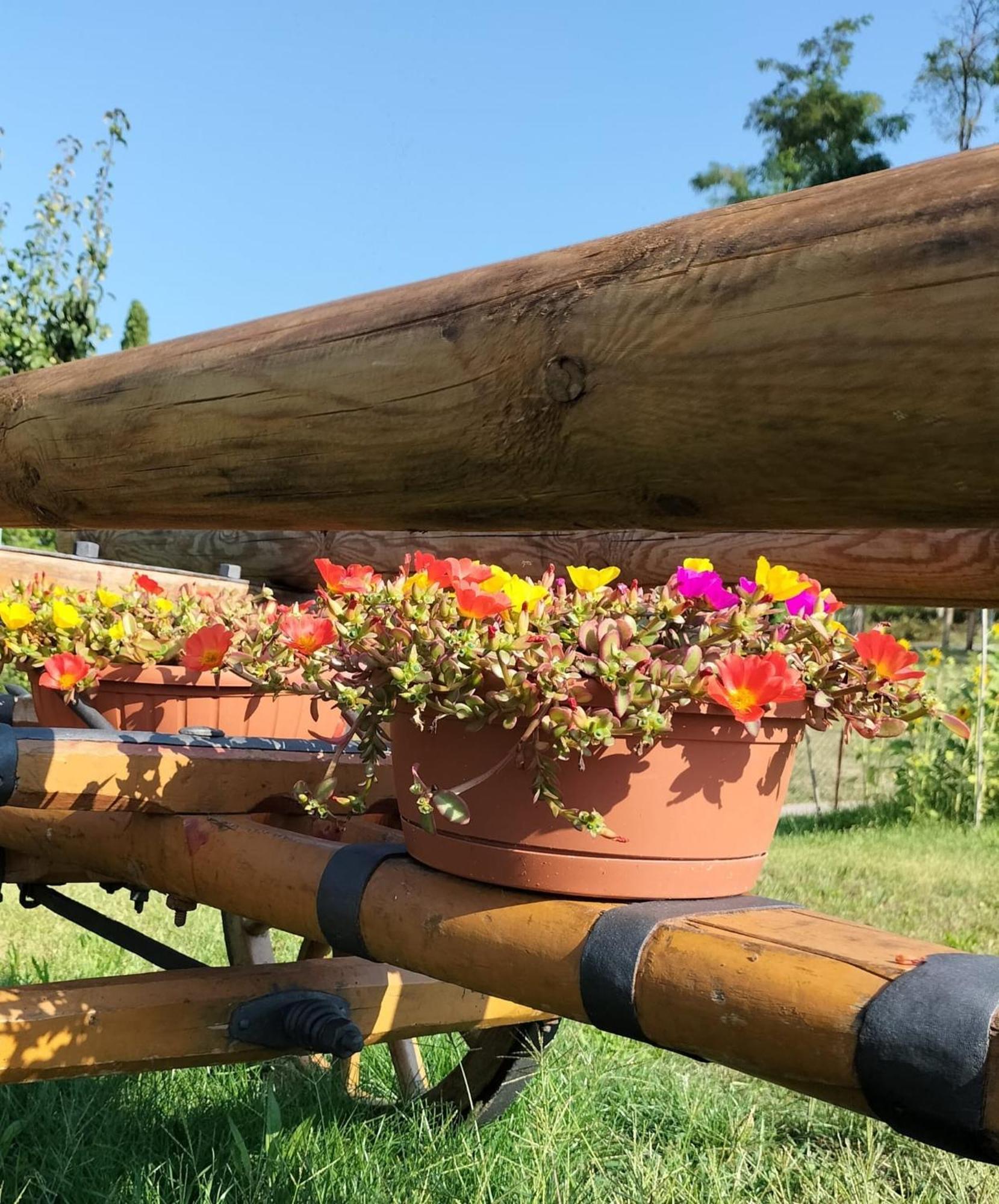 I Girasoli Sanzeno Exterior photo