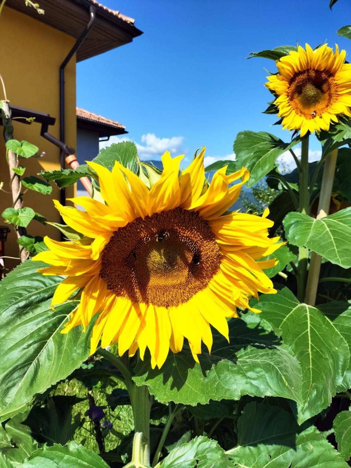 I Girasoli Sanzeno Exterior photo